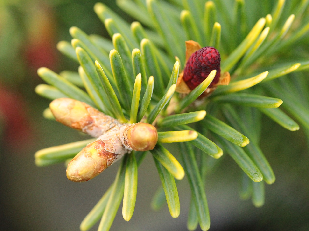 Abies homolepis 